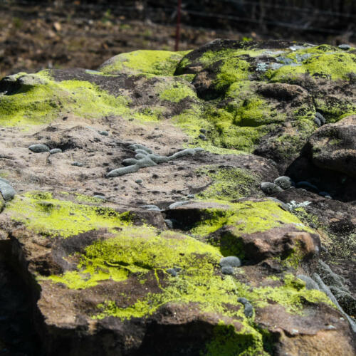 boulder with green fuzzy lichen