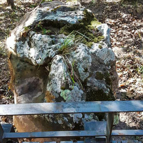 boulder with white green lichen and moss