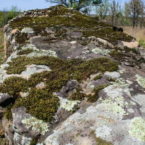 green mossy boulder wtih lichen rough