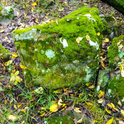 moss covered boulders for sale