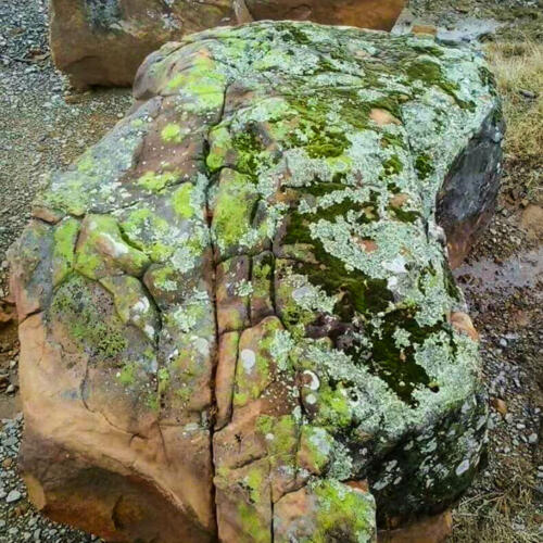 mossy boulder green white lichen for sale