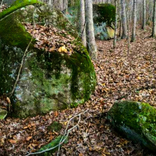 mossy boulders for landscape