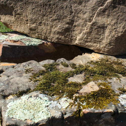 mossy green boulder with lichen