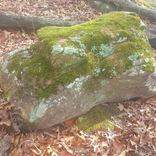 thick moss covered boulder